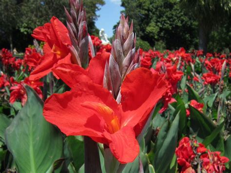 Cannas (Canna Lilies)